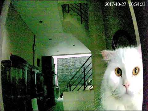 دوربین مدار بسته حیوانات خانگی